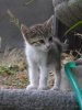 _gatto18.jpg