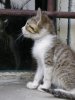 _gatto19.jpg