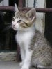 _gatto20.jpg