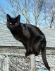 225px-Blackcat-Lilith.jpg