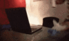 tenor (7).gif