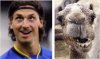 Ibrahimović_Cammello.jpg