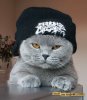 stuffonmycat6qq1.jpg