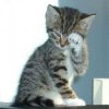 gatto-triste-1-300x300.jpg