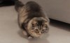 divertente-gatto-grasso-che-fa-la-ginnastica-per-perdere-peso.jpg