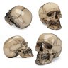 Skull.Kollektor