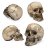 Skull.Kollektor